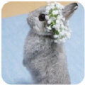 新兔子壁纸 v1.0