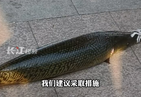 武汉一人工湖中鳄雀鳝被钓起 专家科普为何非抓不可：水中活物几乎通吃